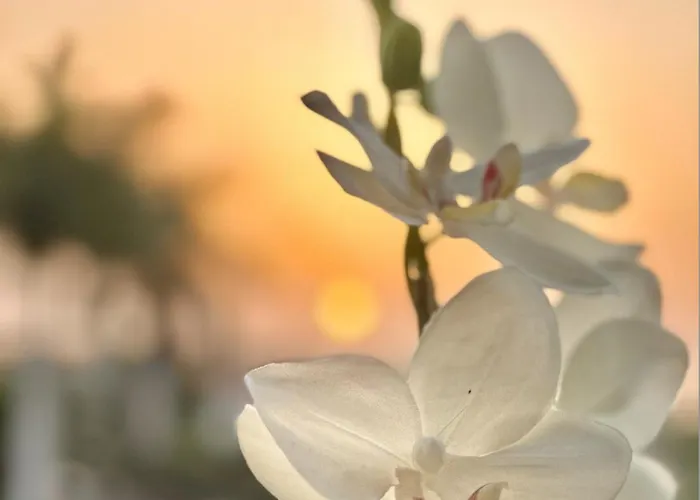 Tenerife Holidays Адехе