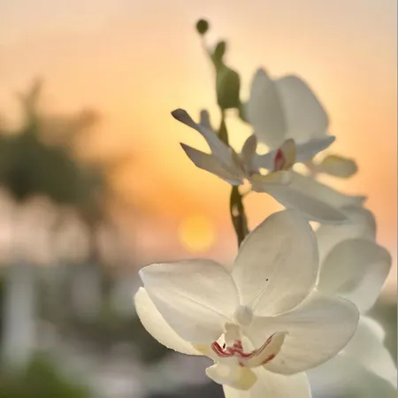 Tenerife Holidays 阿德耶