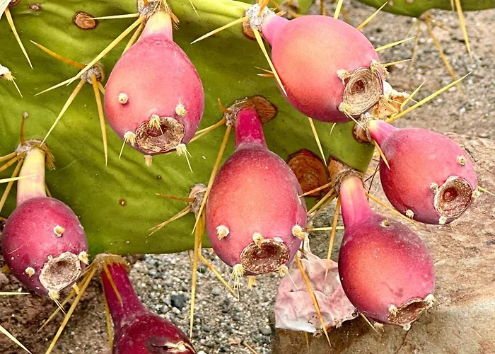 Apartment Tenerife Holidays