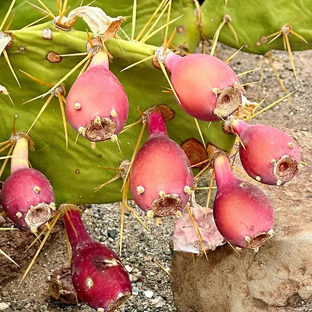 Daire Tenerife Holidays